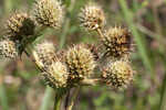 Yuccaleaf eryngo <BR>Northern rattlesnake master